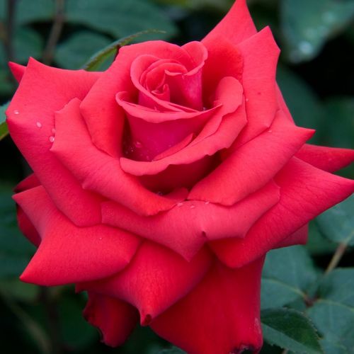 Grande Amore ® trandafir teahibrid